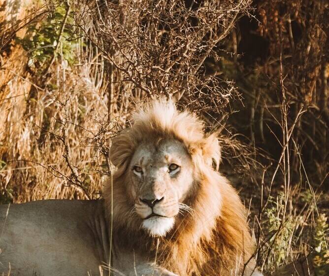 Отель Nkomazi Game Reserve By Newmark