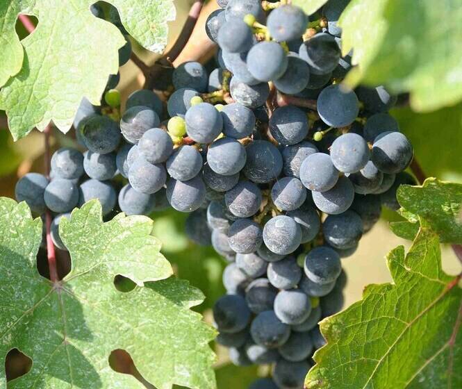 ホテル Relais La Colombara Spa & Wellness