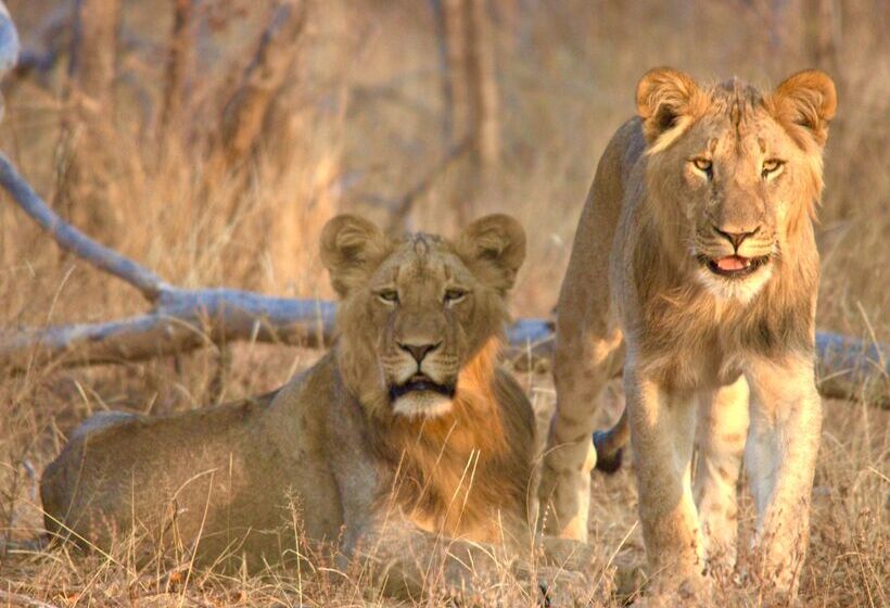 호텔 Karongwe Portfolio Shiduli Private Game Lodge