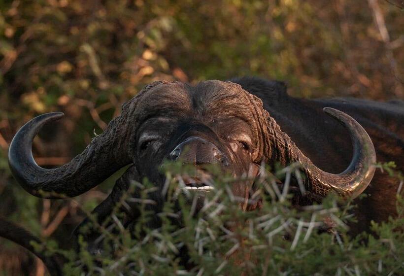 호텔 Karongwe Portfolio Shiduli Private Game Lodge