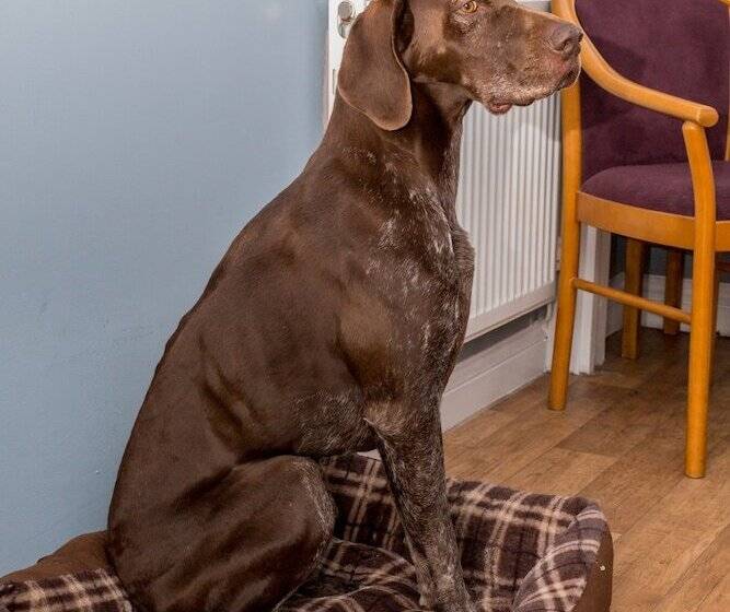 Отель The Farmers Boy Inn Guest House