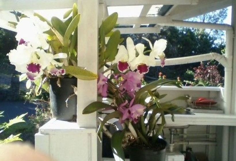 Bed and Breakfast Mango Sunset Bnb Inn At Lyman Organic Kona Coffee Farms