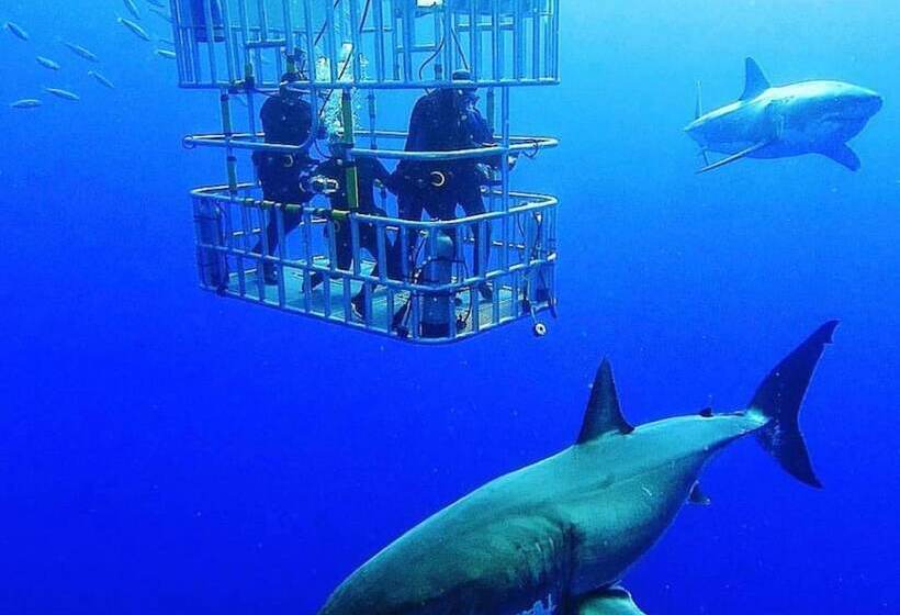 پانسیون Atlanticview Cape Town Boutique