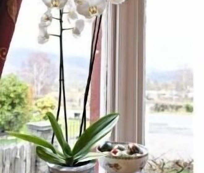 ペンション Maple Bank