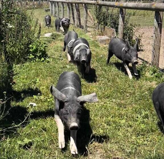 Stonehenge Hostel   Yha Affliated
