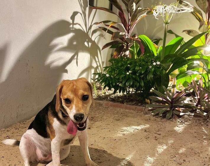 旅馆 Quattuor Cabanas. Privacidade E Conforto Com Hidromassagem