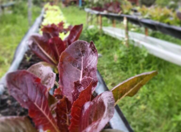 ベッドアンドブレックファースト Baangaimuan