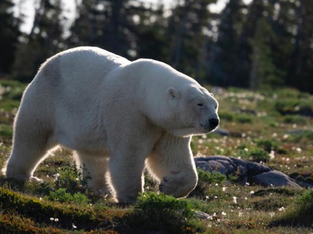 مبيت وإفطار Bears Den Guest House Ii