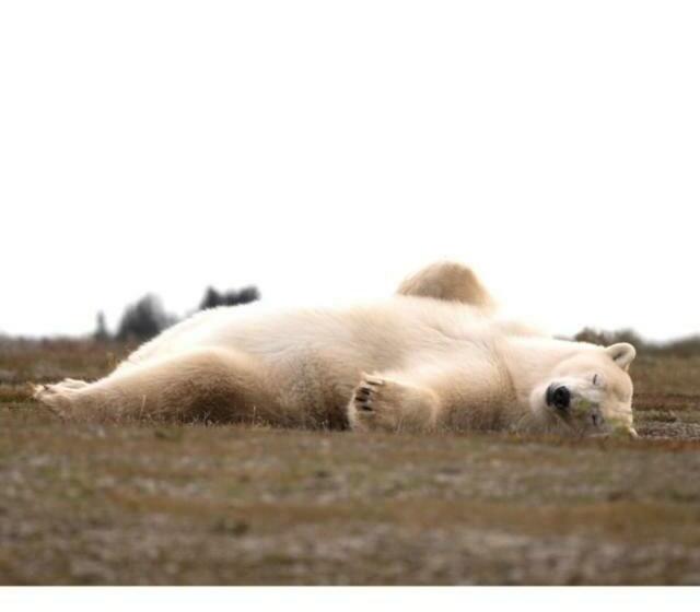 مبيت وإفطار Bears Den Guest House Ii