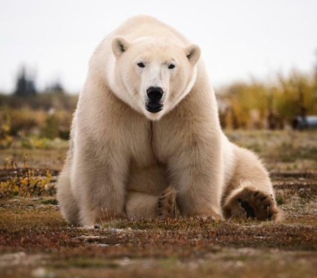 مبيت وإفطار Bears Den Guest House Ii