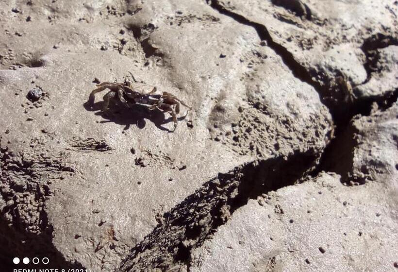 Отель Flamencamarones