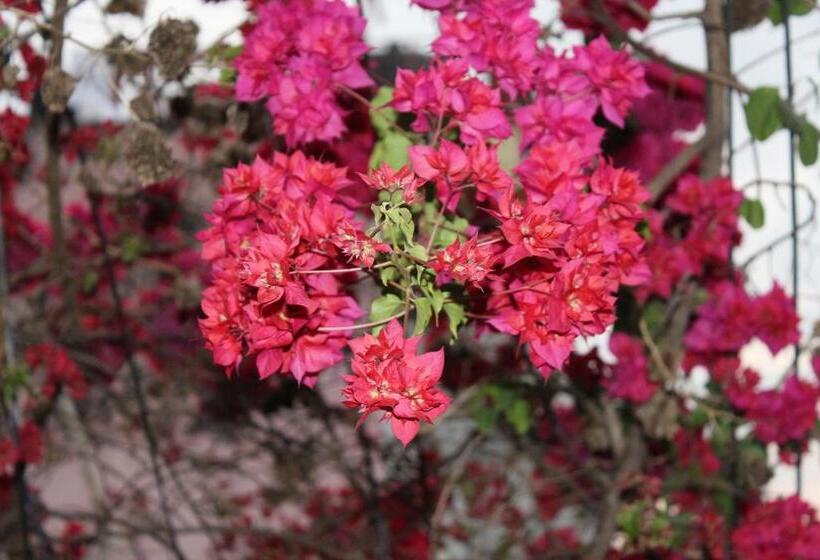 בית מלון כפרי Snow Leopard