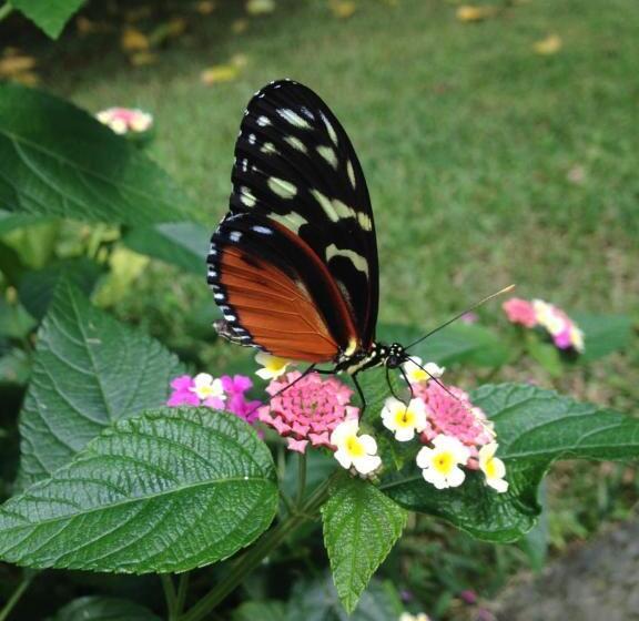 بنسيون Villas El Cenizaro