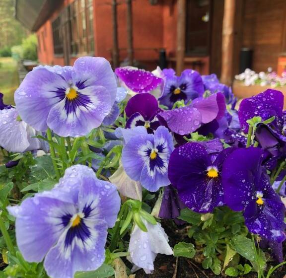 אתר נופש Ośrodek Wypoczynkowy Wrzos Stęszewko