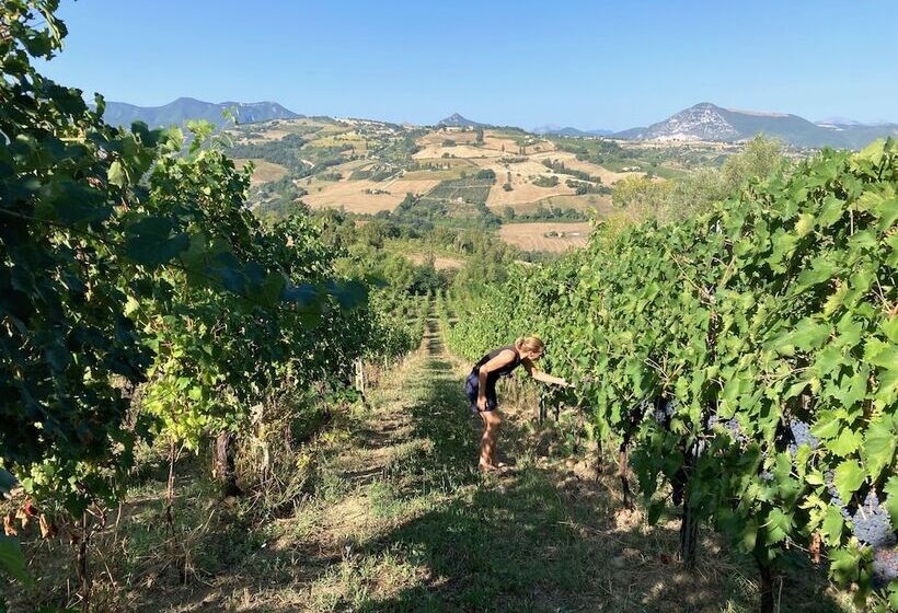 Villa Verdicchio   B&b With Wellness For Winelovers