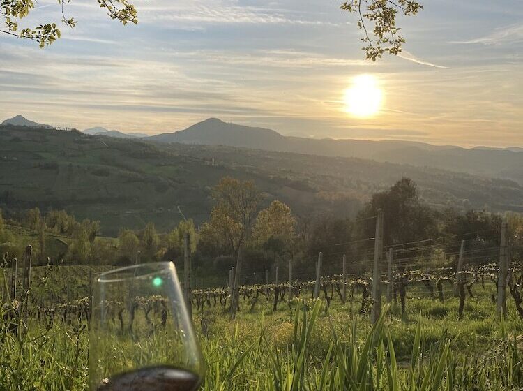 Villa Verdicchio   B&b With Wellness For Winelovers