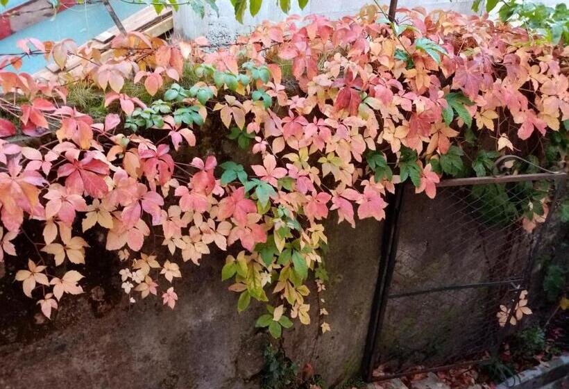 پانسیون Casa Da Judiaria Velha