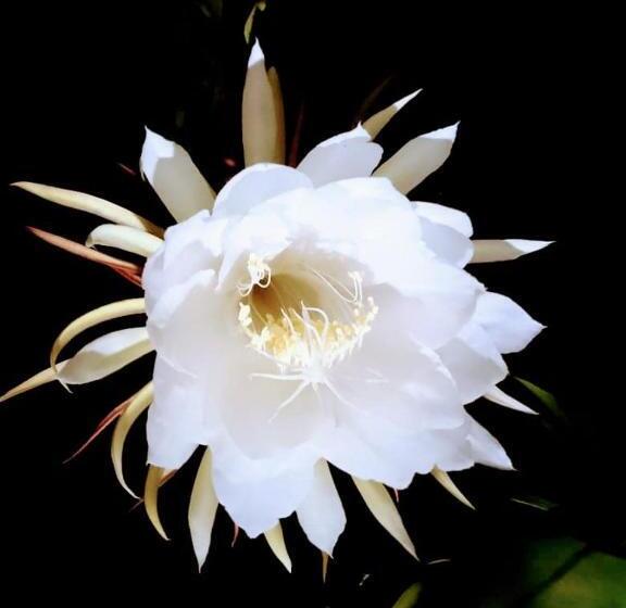 펜션 Hermoso Palomino