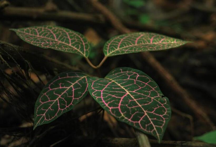 פנסיון Hipilandia Amazonas Hostel