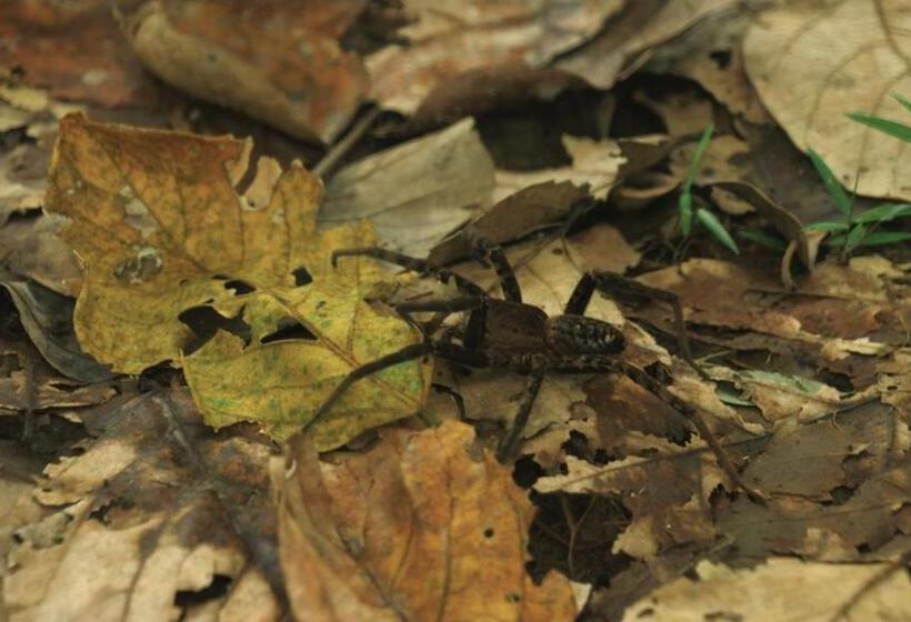 פנסיון Hipilandia Amazonas Hostel