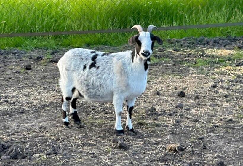 צימר Appelscha Aan De Diek