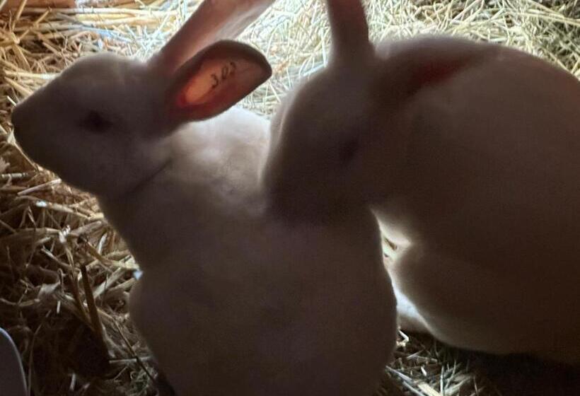 צימר Appelscha Aan De Diek