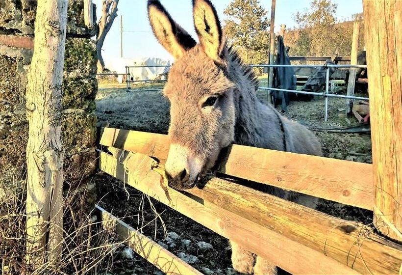 בית מלון כפרי Large Farmhouse In Umbria  Swimming Pool  Cinema Room  Transparent Geodesic Dome