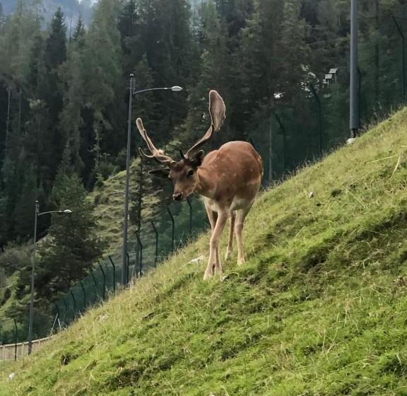 Пансион Mountain House