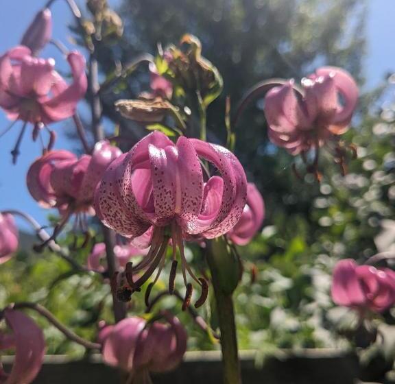 צימר Les Arolles   Gîte D étape Et De Séjour