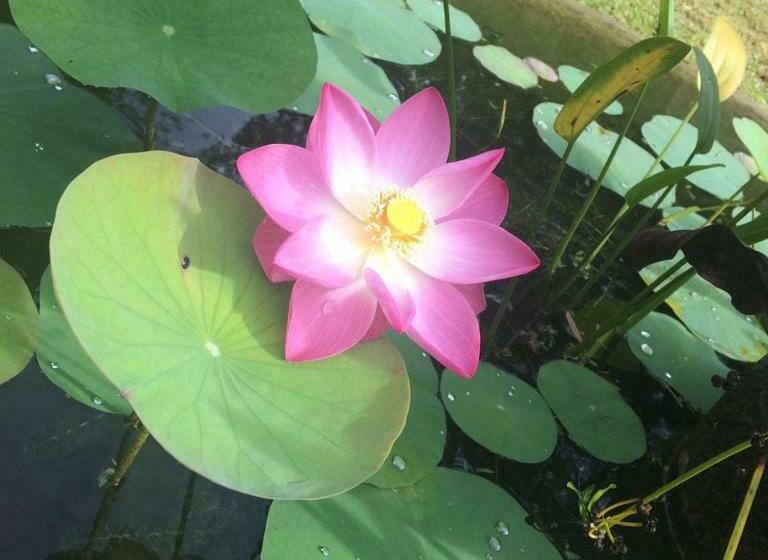 Bed and Breakfast Sawandara Garden