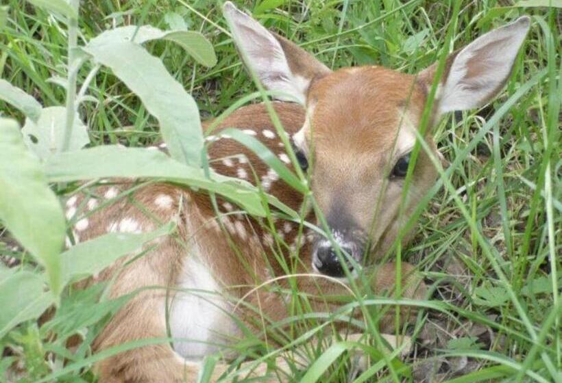 Bed and Breakfast Last Outpost Bandera Ranch House