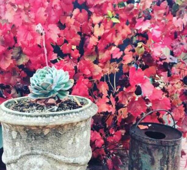 ベッドアンドブレックファースト Randell Cottage Adelaide Hills Cosy Rustic Hideaway