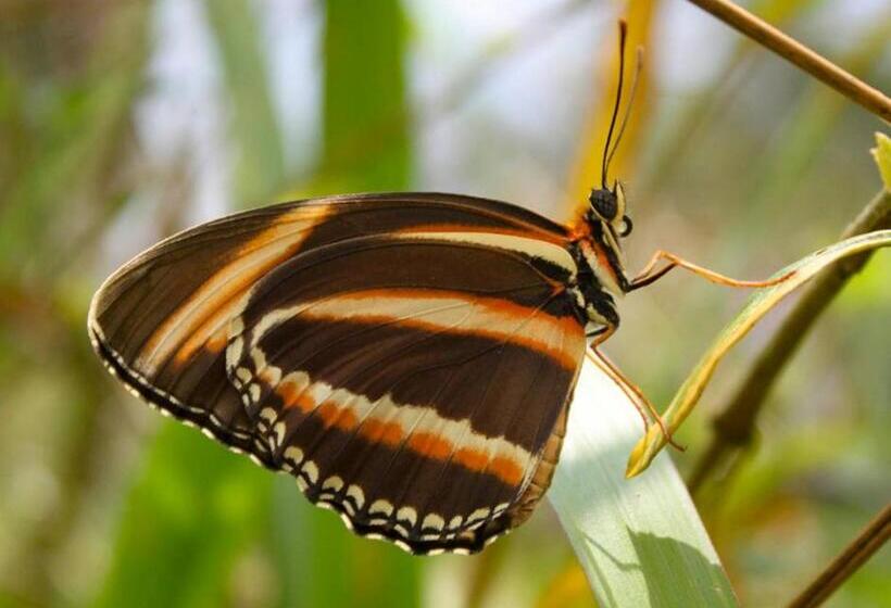 بنسيون Panchigua Hostel