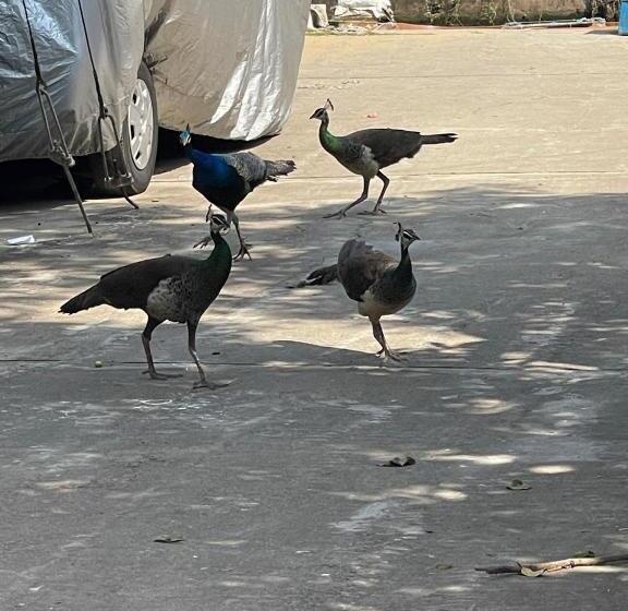 بنسيون Star Canal Cottage