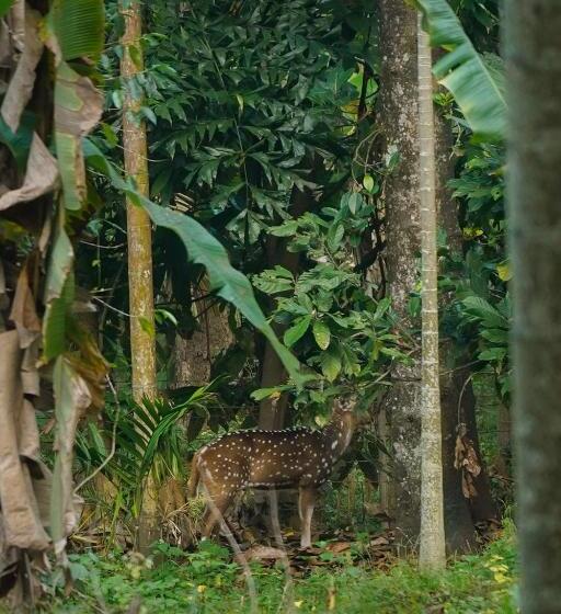 مبيت وإفطار Vanajyotsna Forest Home