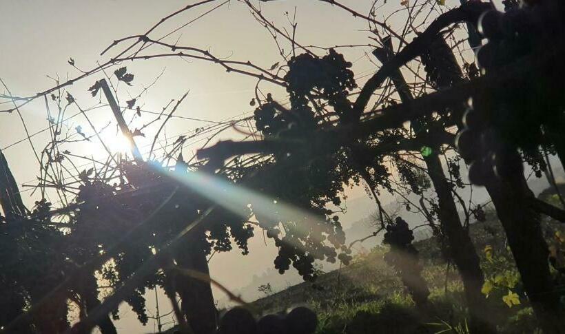 צימר Vinea Del Selvatico Cascina Agricola