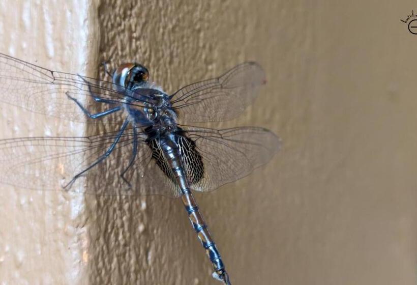 Hostelexp, Gokarna   A Slow Paced Backpackers Community