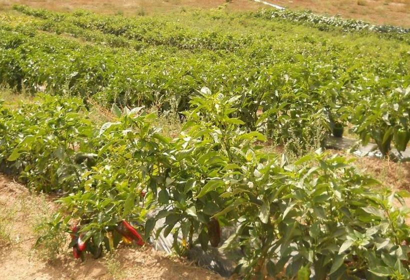 בית מלון כפרי Agriturismo Il Parco