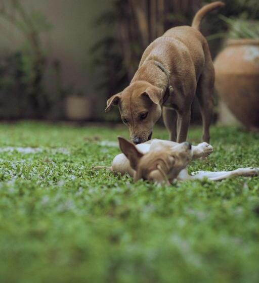 호텔 The Yard Hiriketiya