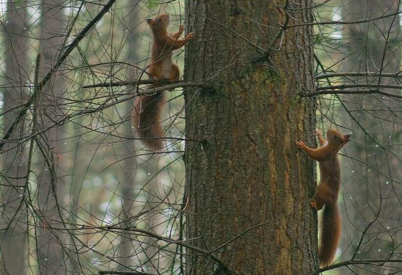 تختخواب و صبحانه Benb Hollandsingel