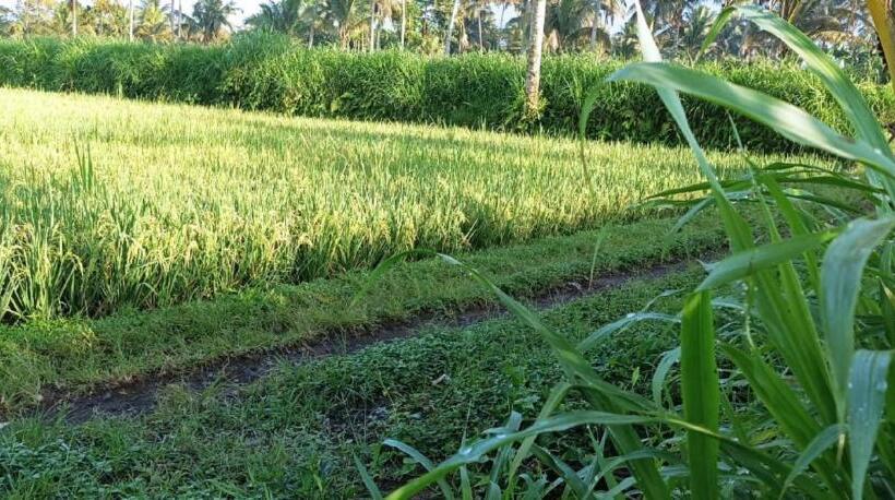 פנסיון Mysha Guest House Lombok