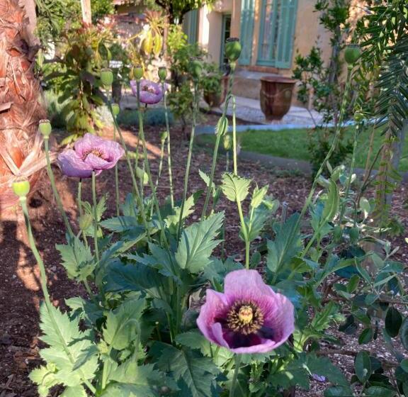 Bed and Breakfast La Villa Des Amandiers