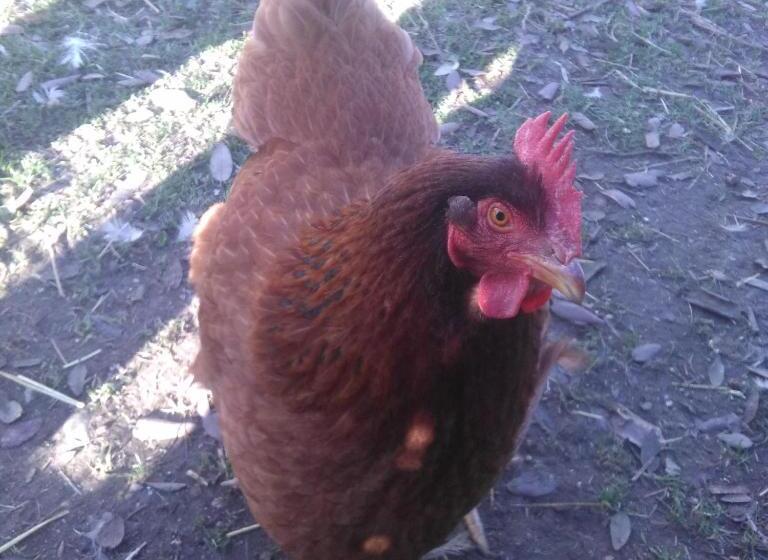 تختخواب و صبحانه Villa Clotilde