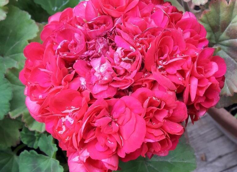 تختخواب و صبحانه Villa Clotilde