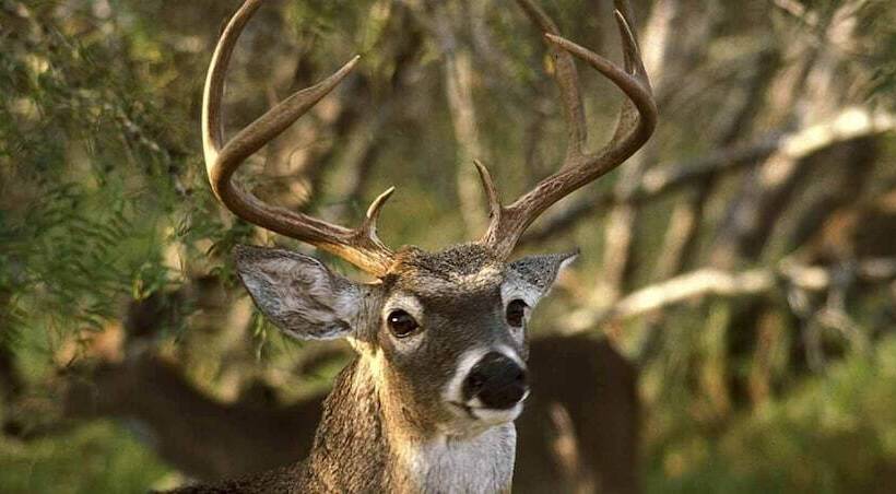 Отель Bass Inn   Choke Canyon National Park