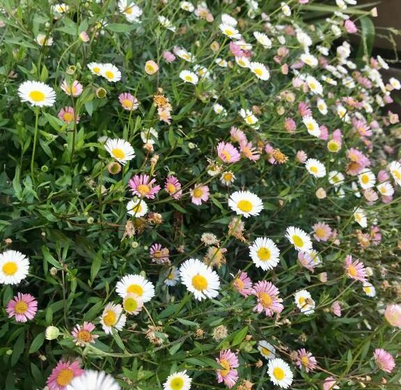 פנסיון Apple Tree Cottage  Comboyne Mountain Cottages