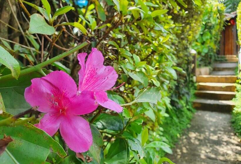 Пансион Pousada Donna Rose