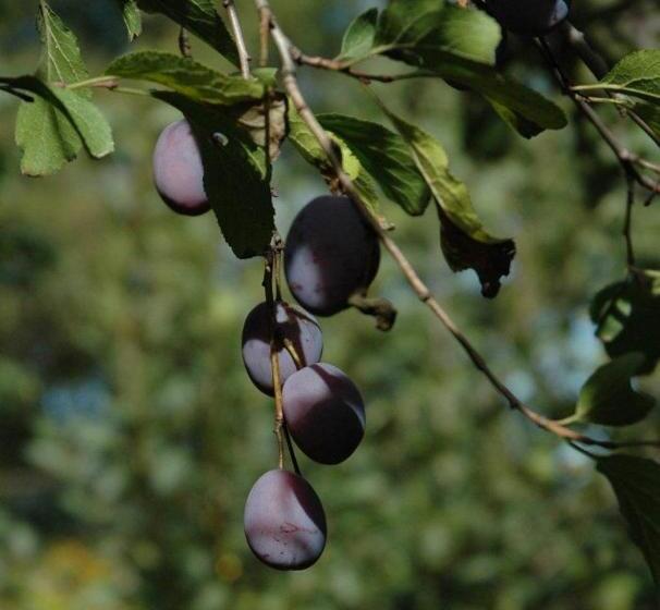 پانسیون Szałas Pod Szymoszkową