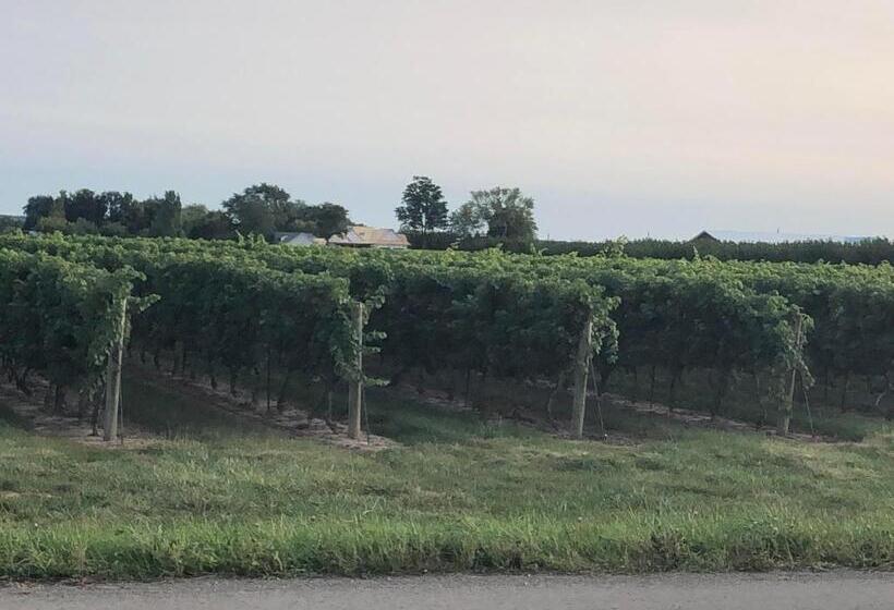 膳宿费 Villa In The Vines