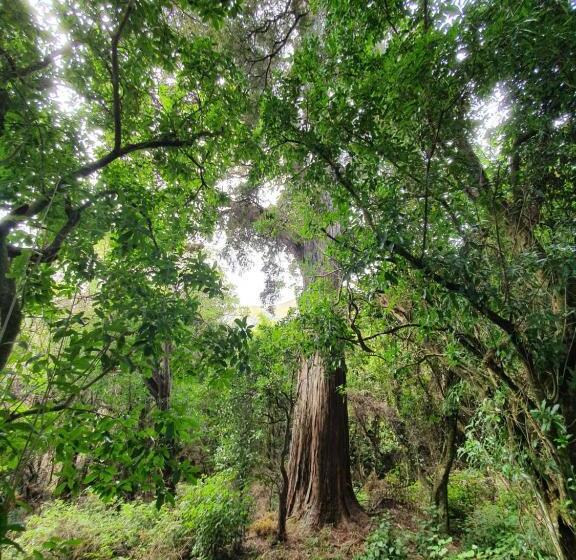 צימר Glenwood Akaroa Bush Retreat   Kanuka Hut